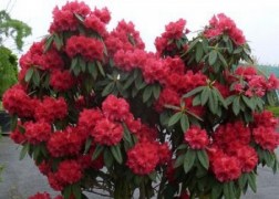 Rhododendron Red Jack / Örökzöld azálea
